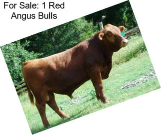 For Sale: 1 Red Angus Bulls