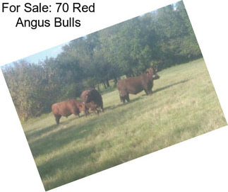 For Sale: 70 Red Angus Bulls