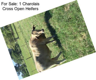 For Sale: 1 Charolais Cross Open Heifers