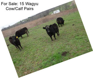 For Sale: 15 Wagyu Cow/Calf Pairs