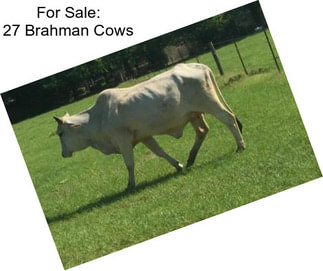 For Sale: 27 Brahman Cows