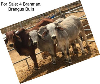 For Sale: 4 Brahman, Brangus Bulls