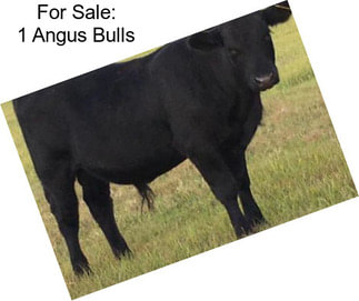 For Sale: 1 Angus Bulls