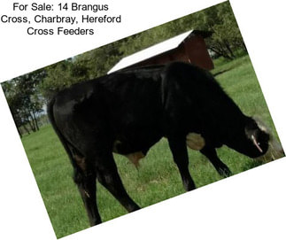 For Sale: 14 Brangus Cross, Charbray, Hereford Cross Feeders