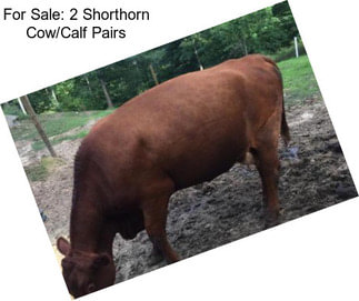 For Sale: 2 Shorthorn Cow/Calf Pairs