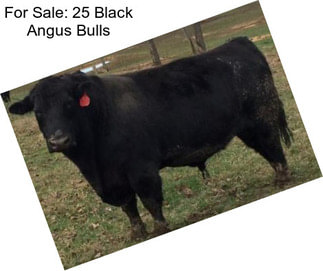 For Sale: 25 Black Angus Bulls