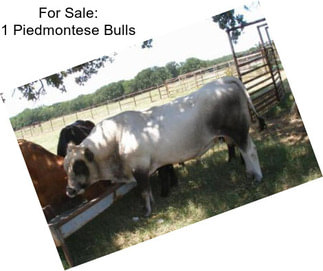For Sale: 1 Piedmontese Bulls