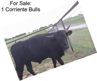 For Sale: 1 Corriente Bulls