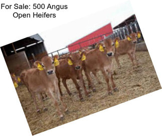 For Sale: 500 Angus Open Heifers