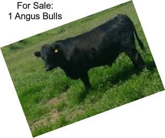 For Sale: 1 Angus Bulls