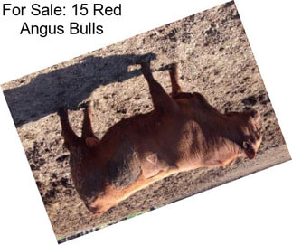 For Sale: 15 Red Angus Bulls