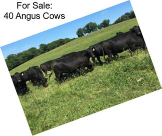 For Sale: 40 Angus Cows