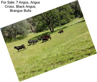 For Sale: 7 Angus, Angus Cross, Black Angus, Brangus Bulls