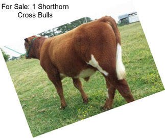 For Sale: 1 Shorthorn Cross Bulls