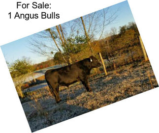 For Sale: 1 Angus Bulls