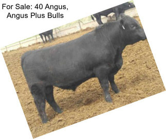 For Sale: 40 Angus, Angus Plus Bulls