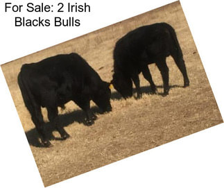 For Sale: 2 Irish Blacks Bulls