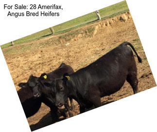 For Sale: 28 Amerifax, Angus Bred Heifers