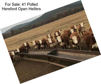 For Sale: 41 Polled Hereford Open Heifers