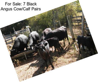 For Sale: 7 Black Angus Cow/Calf Pairs