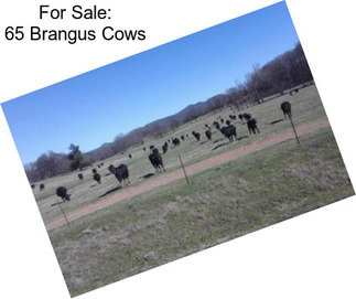 For Sale: 65 Brangus Cows