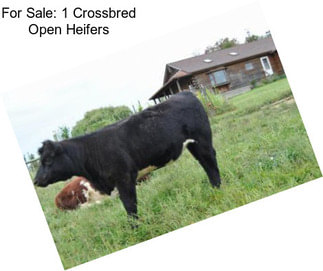 For Sale: 1 Crossbred Open Heifers