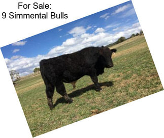 For Sale: 9 Simmental Bulls