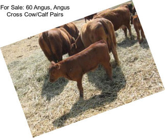 For Sale: 60 Angus, Angus Cross Cow/Calf Pairs