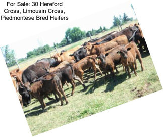 For Sale: 30 Hereford Cross, Limousin Cross, Piedmontese Bred Heifers
