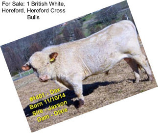 For Sale: 1 British White, Hereford, Hereford Cross Bulls