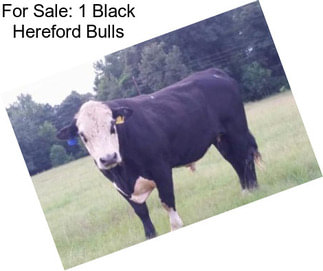 For Sale: 1 Black Hereford Bulls
