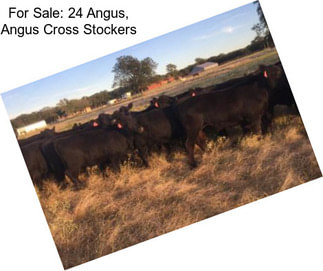 For Sale: 24 Angus, Angus Cross Stockers