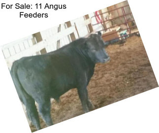 For Sale: 11 Angus Feeders