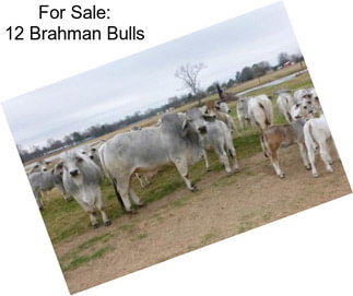 For Sale: 12 Brahman Bulls