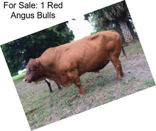 For Sale: 1 Red Angus Bulls