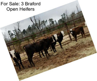 For Sale: 3 Braford Open Heifers