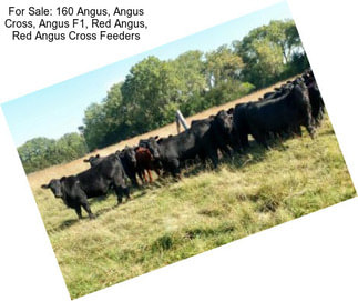 For Sale: 160 Angus, Angus Cross, Angus F1, Red Angus, Red Angus Cross Feeders