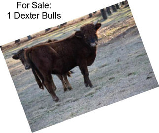 For Sale: 1 Dexter Bulls