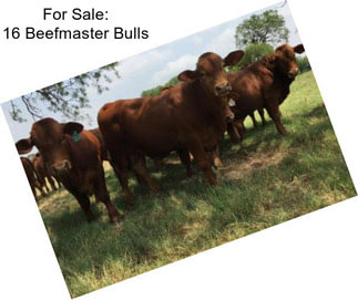 For Sale: 16 Beefmaster Bulls