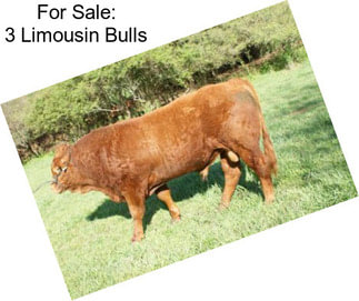 For Sale: 3 Limousin Bulls