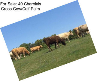 For Sale: 40 Charolais Cross Cow/Calf Pairs