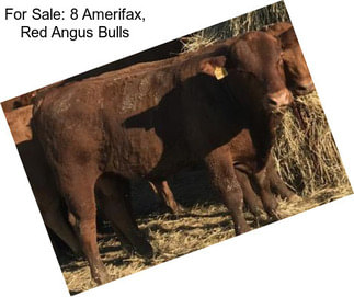 For Sale: 8 Amerifax, Red Angus Bulls