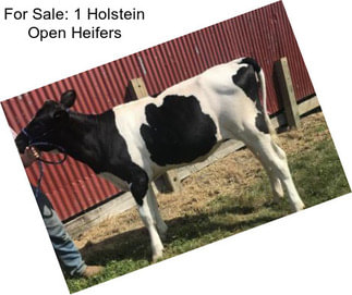 For Sale: 1 Holstein Open Heifers