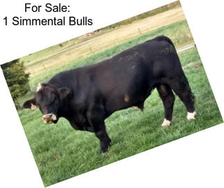 For Sale: 1 Simmental Bulls