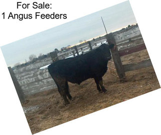 For Sale: 1 Angus Feeders