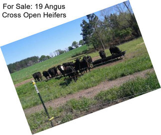 For Sale: 19 Angus Cross Open Heifers