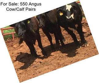 For Sale: 550 Angus Cow/Calf Pairs