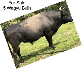 For Sale: 5 Wagyu Bulls