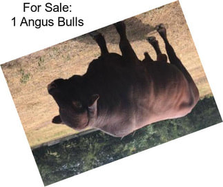 For Sale: 1 Angus Bulls