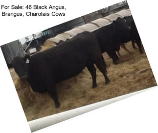 For Sale: 46 Black Angus, Brangus, Charolais Cows